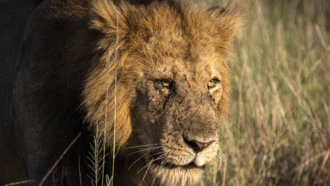 İşte Uganda'da vahşi yaşam! Sarı ve yeşilin buluştuğu bitki örtüsünde birçok hayvan türü görüldü 9